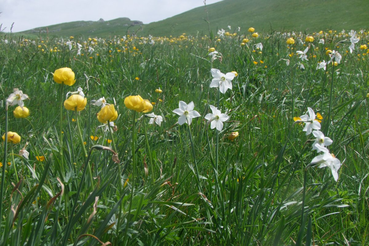 Les journalistes-écrivains JNE ont exploré le Vercors, sa faune et sa flore #nature #biodiversité