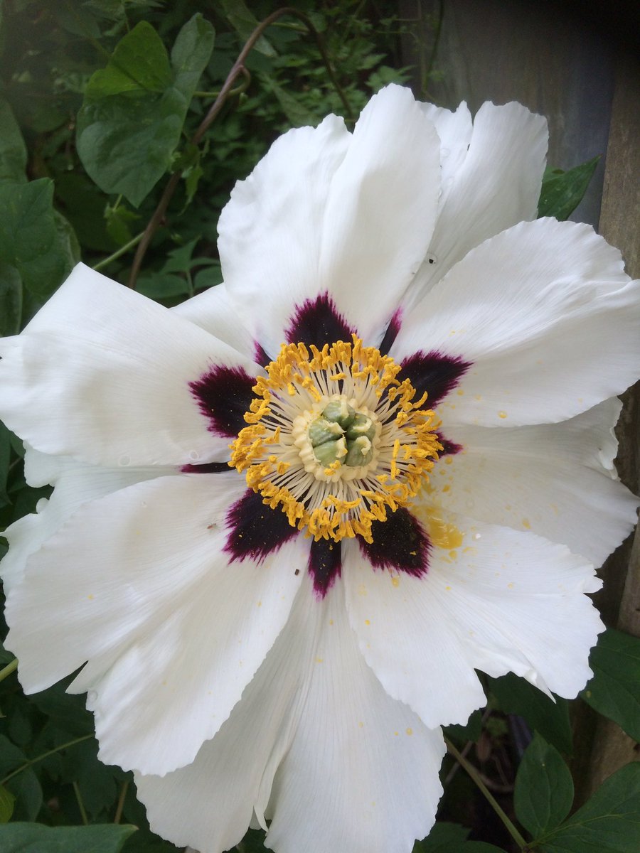 BotanicN's tweet photo. Can we celebrate home grown plants at flower shows to ensure gardeners are not duped into buying 'bought in' plants? https://t.co/nwNiKGqoYI
