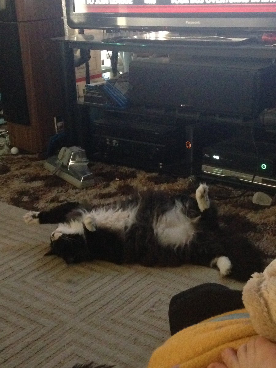 DamagedHowls's tweet image. Humans Cat; Daytona.