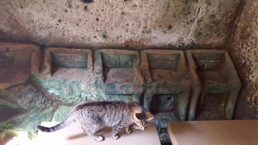 pr_archeologo's tweet photo. Le necropoli sono popolate da custodi inaspettati: Tomba delle Cinque Sedie di Cerveteri + bonus miao 
#FuneraireAW https://t.co/4psYyqw4eh