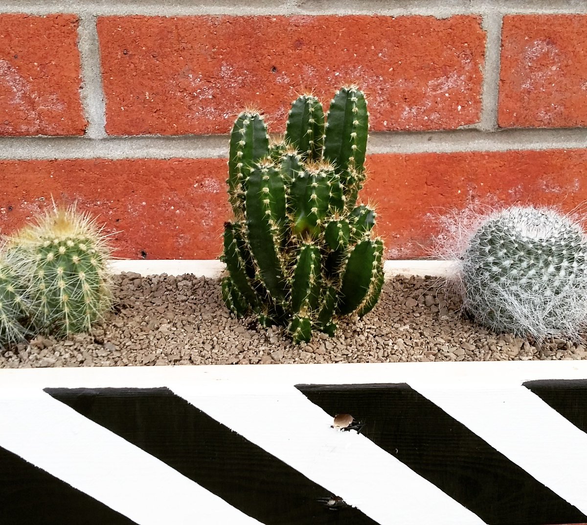 shrubbiesplants's tweet photo. Sneak peak at the new cactus 🌵 boxes for this weekend @Spinningfields @_makersmarket @makersmarketmcr #plants #grow https://t.co/0EyZcK0q7j