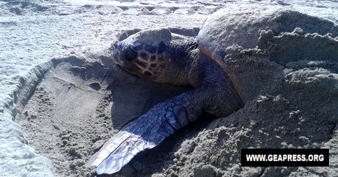 TARTADAY – oggi si celebra la giornata mondiale delle tartarughe marine tinyurl.com/jxd9k7v