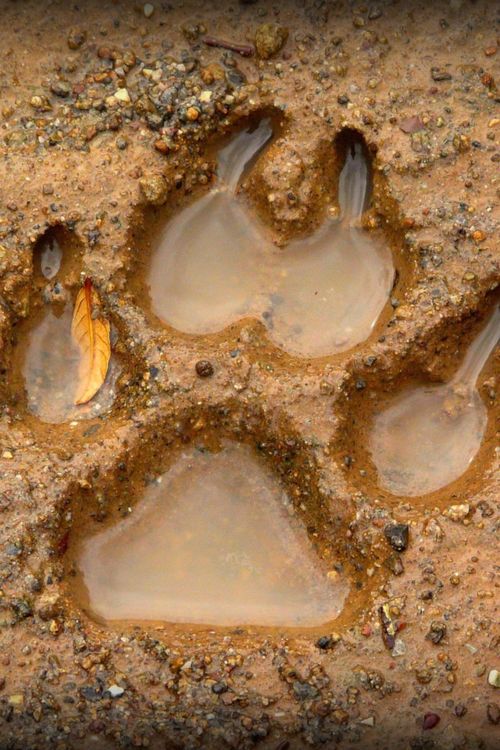 ahmad13831984's tweet photo. و گاهی آدم آرزو می کنه کاش زندگی وحشی داشت. فارغ از همه چیز....

#Wolf_Print https://t.co/gVR2SfbEUd