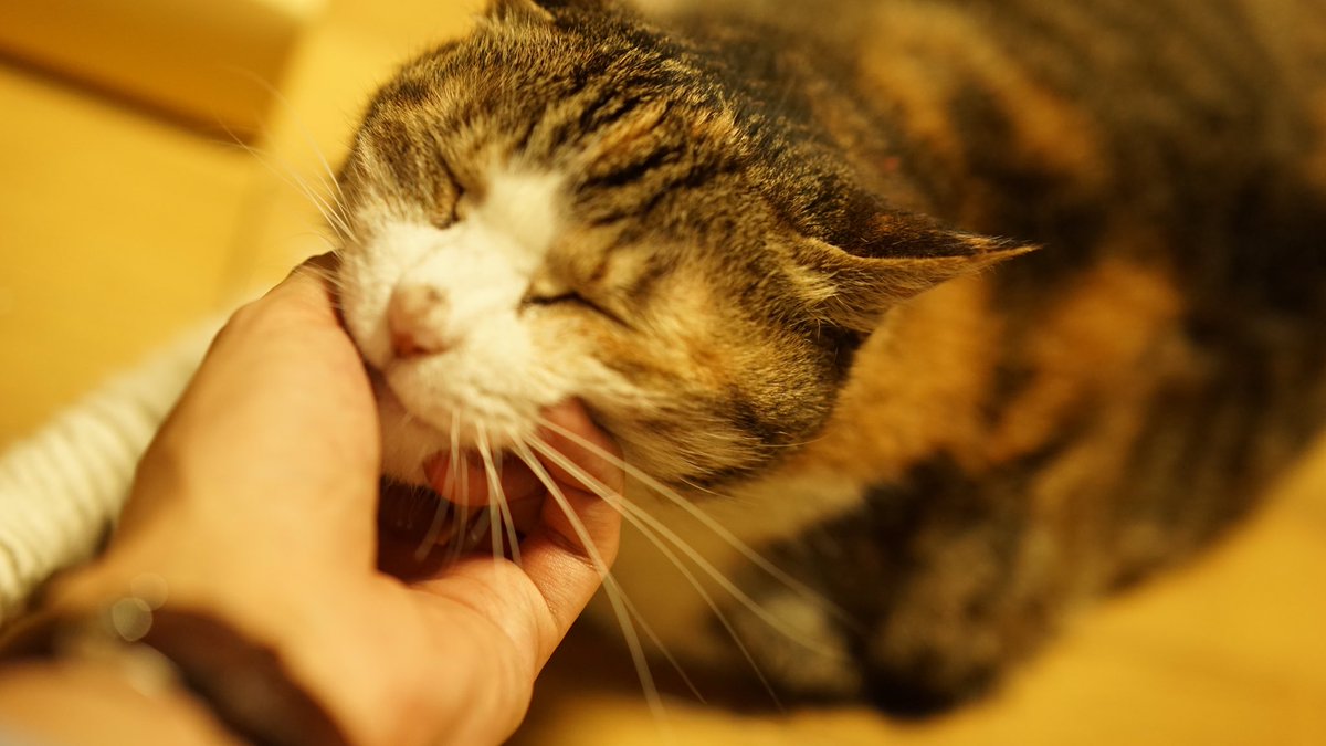 Twitterではお久しぶり！ 我が家のりんちゃんです 今日もゆるゆる元気