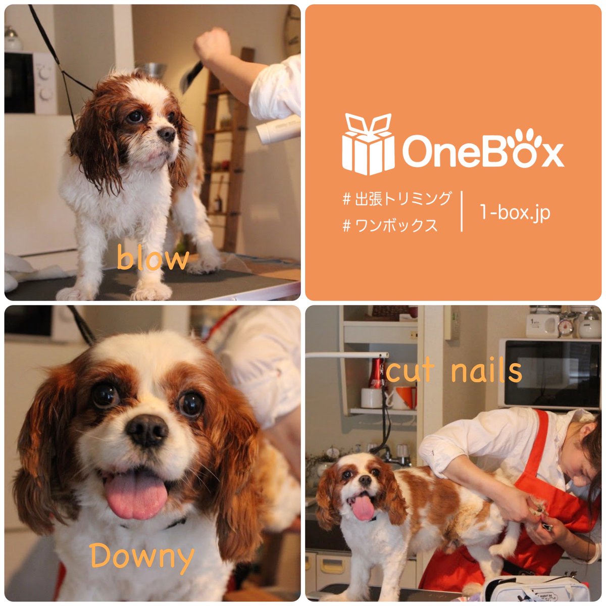 OneBox_'s tweet image. 初めての「出張トリミング」で緊張していたキャバリアのダウニー君♫

出張トリマーさんに綺麗にしてもらって飼い主さまも喜んでました♡
1-box.jp
#出張トリミング  #キャバリア  #ダウニー #犬