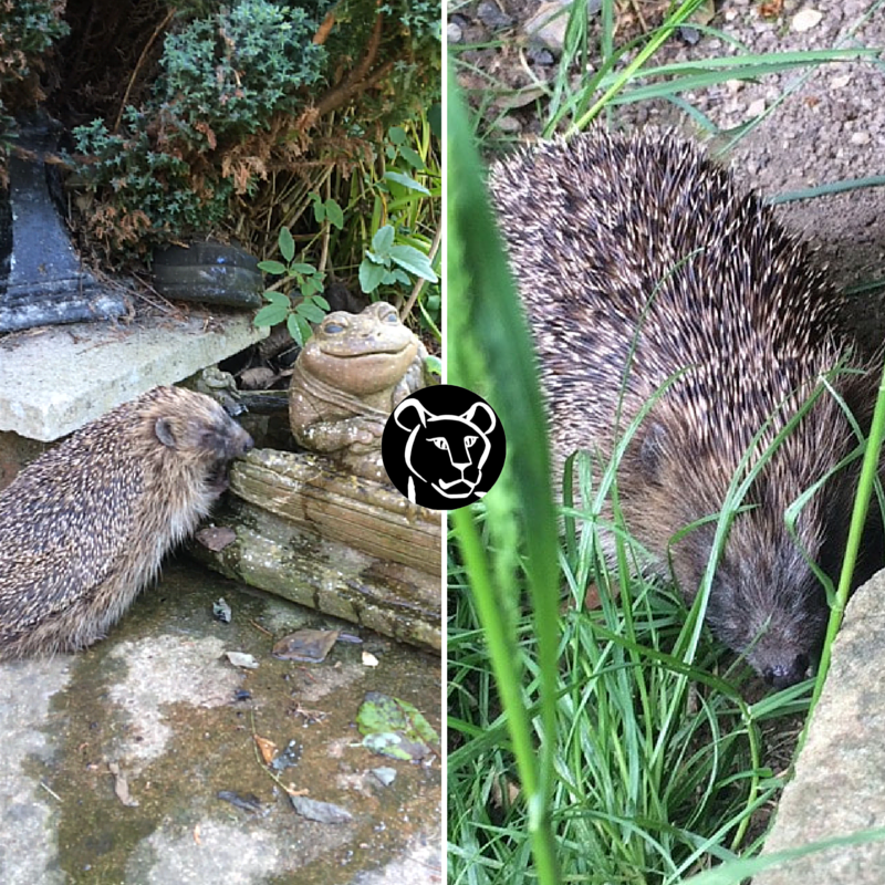 BornFreeFDN's tweet photo. Sweetie is blind &amp; would’ve been vulnerable returning to the wild. Now she has a forever home! #WildlifeRescue https://t.co/Tu0NYRkyND