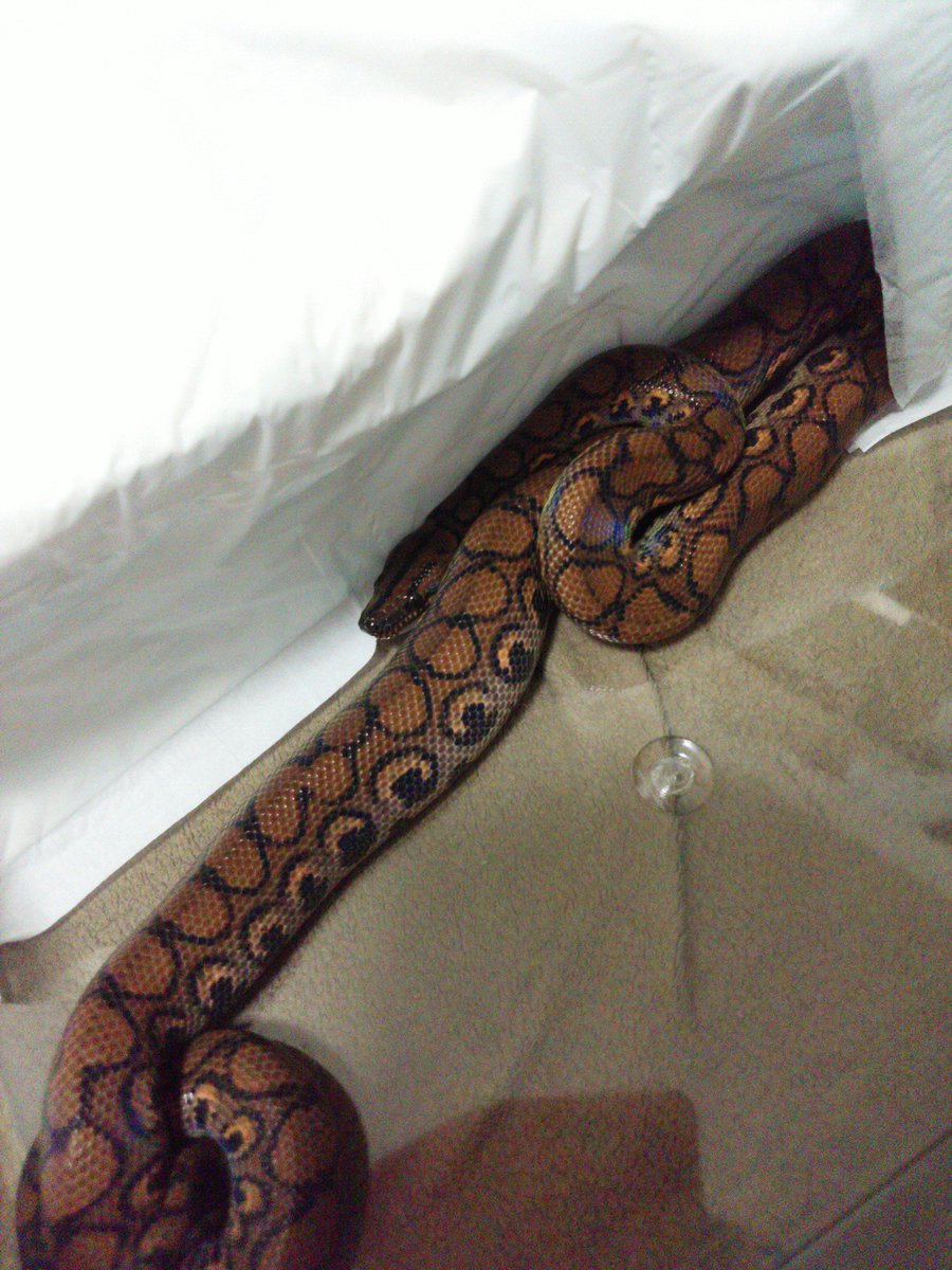 チキンタツタ ラ王チンタ 水入れに入ってるかペットシーツの下に潜って隠れてるかどっちかのおうめさん 水入れの水交換するから出てきてもらいます 笑 ブラジルレインボーボア ブラ虹 虹ボア ヘビ