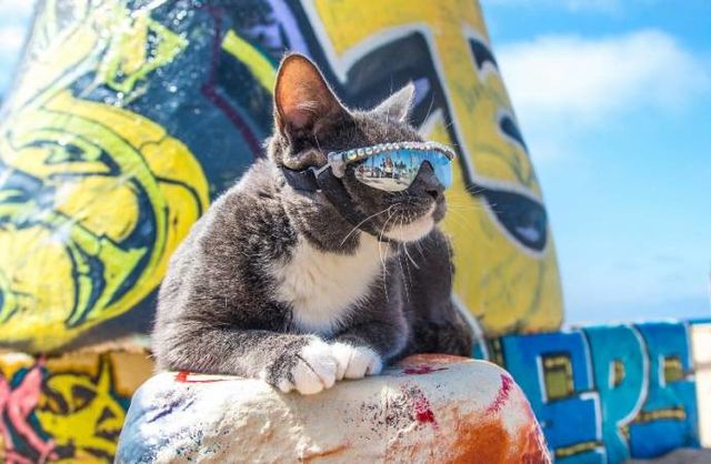 Необычный кот, который вынужден всегда носить очки, покорил сеть. Подробнее: facebook.com/NZ.optic