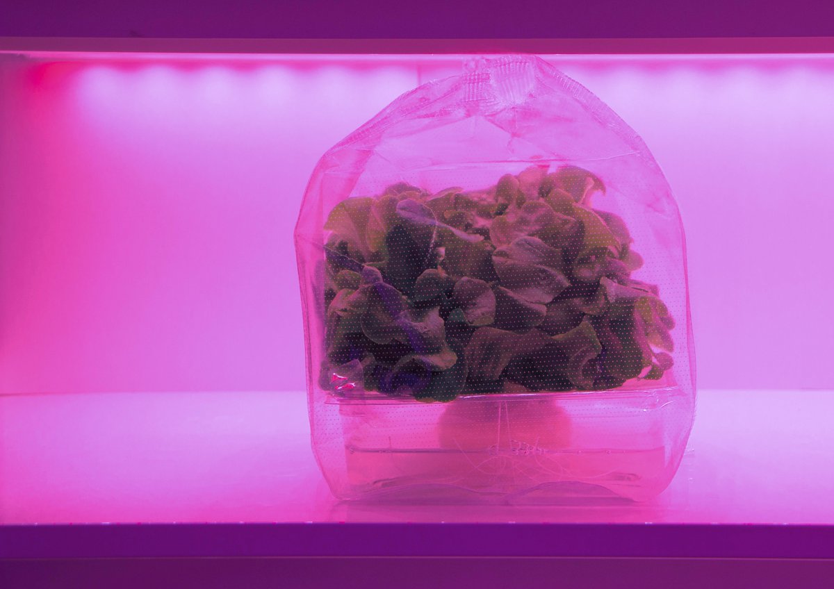ViVi_Verte's tweet photo. ViVi introduces 'greenhouse in a bag' concept! 3rd day @GreenTechRAI #innovation #hall 8 https://t.co/aGCIDyVIhU