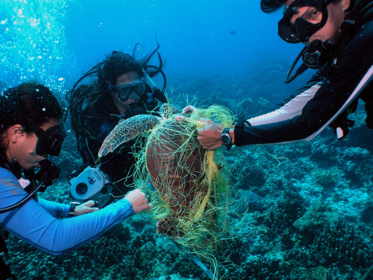 padiaware's tweet photo. #WorldSeaTurtleDay Fact:  All 7 species of sea turtles have been affected by marine debris https://t.co/oCPWGGZ60N https://t.co/BtF6kGq4f5