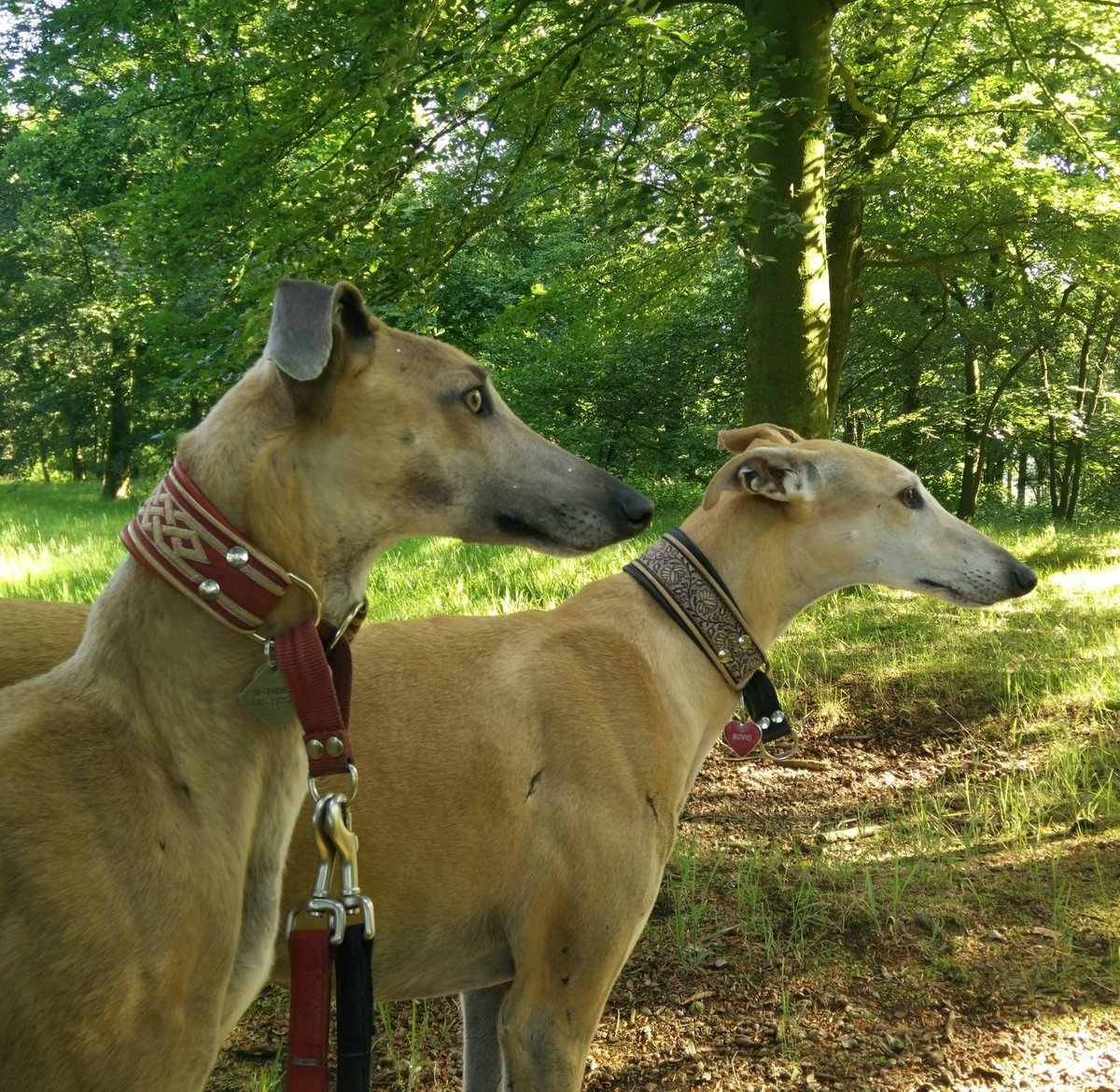 DreAPhi's tweet photo. Op de voorgrond onze Claartje; de #pleeg die kwam, zag en bleef ❤️😍 #meinlove
#rescued #GalgoEspagnol https://t.co/sLUjHHOg3p