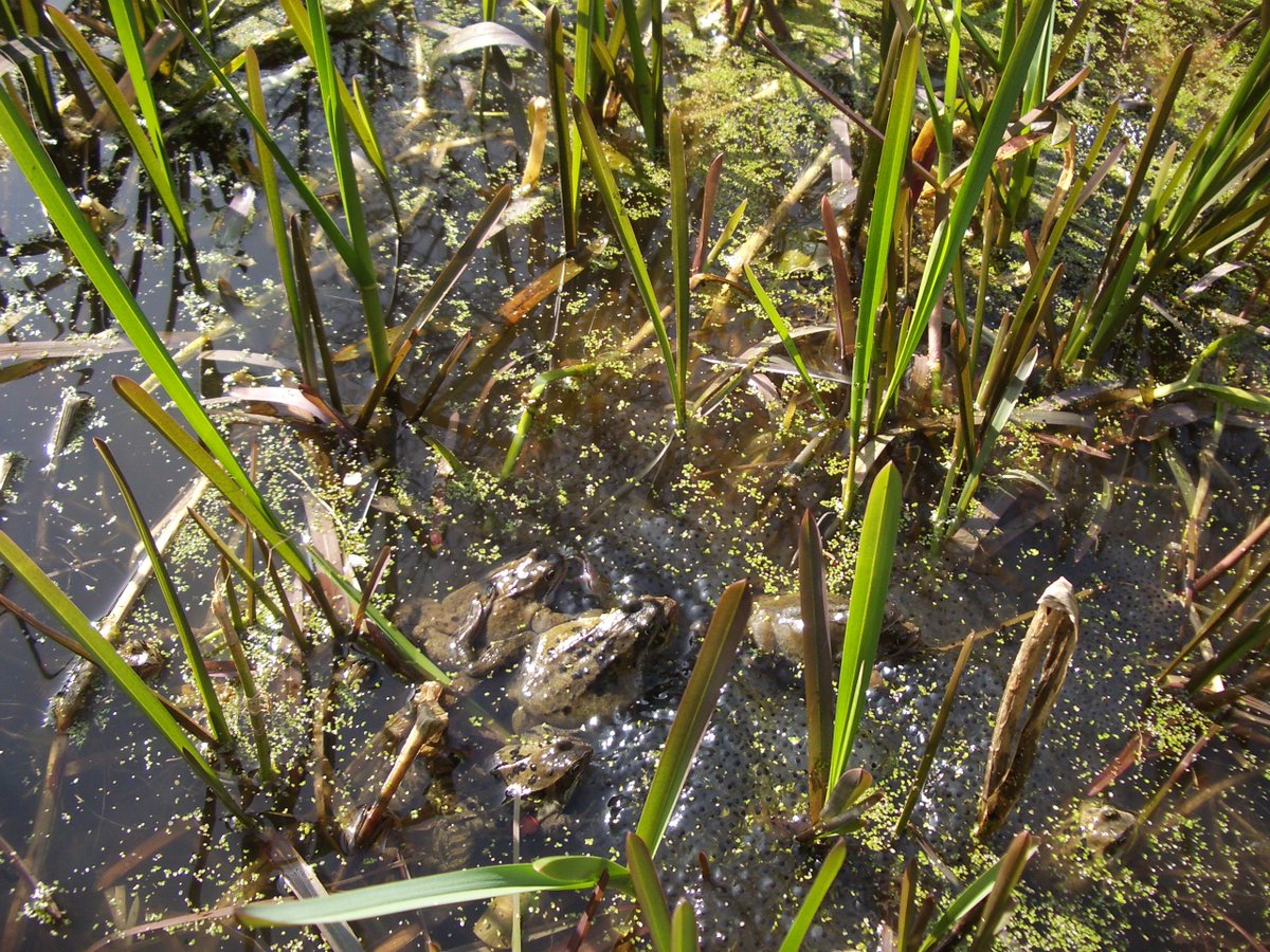 LondonLEEF's tweet photo. Appropriate weather for wetland habitats #LEEFTraining day 20/6. Few places still available https://t.co/CuQ0W70uGL https://t.co/OxpMUocHPV