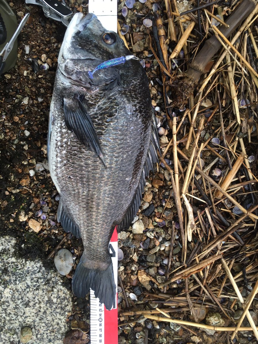 島根の太公望 バケモノキタ 宍道湖でエイの恐怖に耐えながらウェーディングしとったら 静ヘッド グラスミノー フォールでゴンッ 宍道湖のポテンシャルを思い知らされた一尾でした 後はシーバス１本 シーバスちっさ 笑 ってなるね 笑