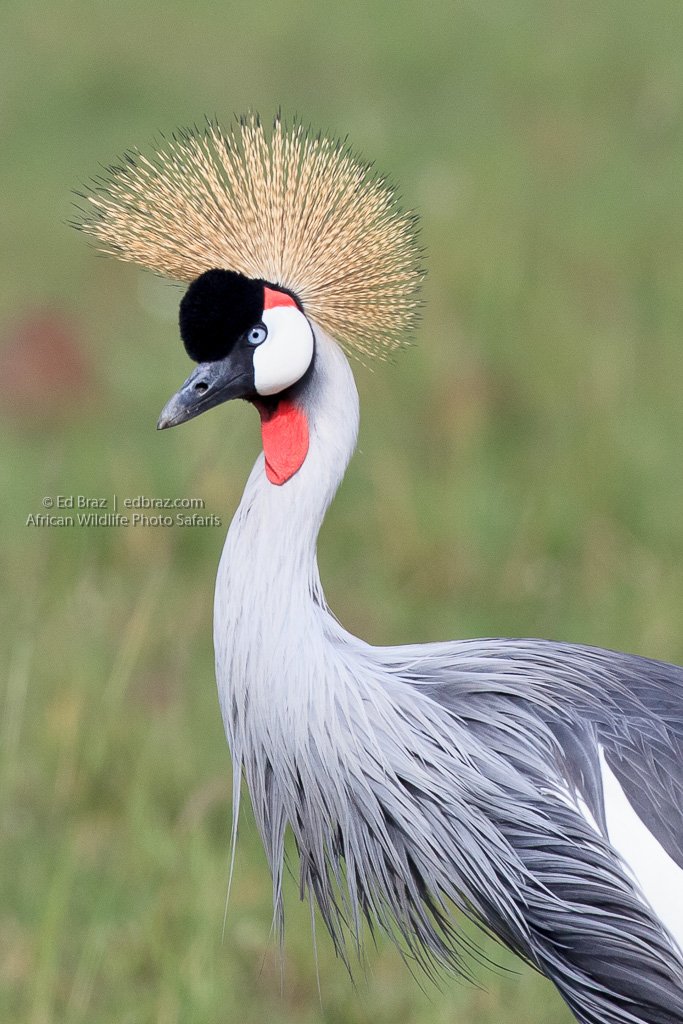 ebpix's tweet photo. There are over 10,000 #bird species today, with more being discovered every year! RT https://t.co/3GtjoJSL57 https://t.co/ZCFtVzgLX8
