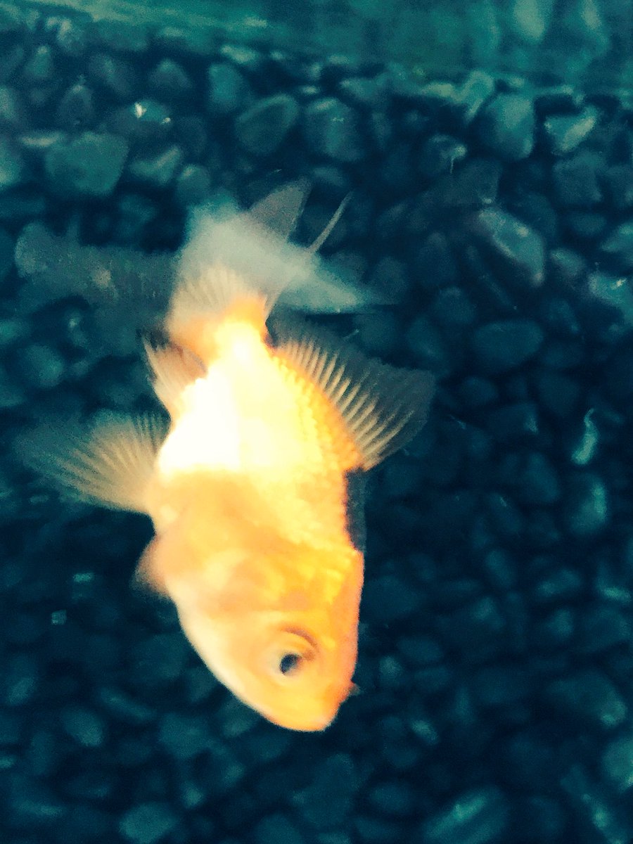 ktapriceless's tweet photo. My fish lucky. Turns out he is not lucky at all. #sad #goldfish #floating #fintail #byebye #deathtootherfish #sadday https://t.co/1r8LDcphmt