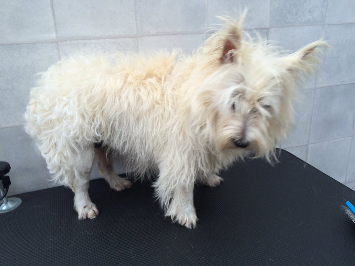 Groomingtons's tweet photo. Tigger's first groom since beating cancer! What a privilege 🐾@iBristolPeople @dogownersuk @dogcelebration https://t.co/xE3JtObq7T