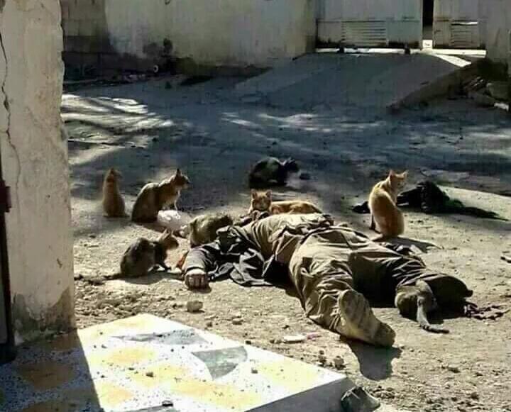 عزفت القطط عن اكله وقالت عذرا لسنا بهذه الدناءة لناكل هذه المخلوقات
#تفليش_الخلافه