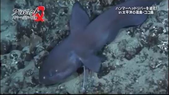 はろーすみす على تويتر イッテq で映ったヒョウモンシャチブリ っぽい魚 体色がちょっと黒めで模様がはっきり見えないなーと思って調べたら同じヒョウモンシャチブリ属のギュンテルス アルチベラがズバリな感じだった T Co Zncwo1rcd8