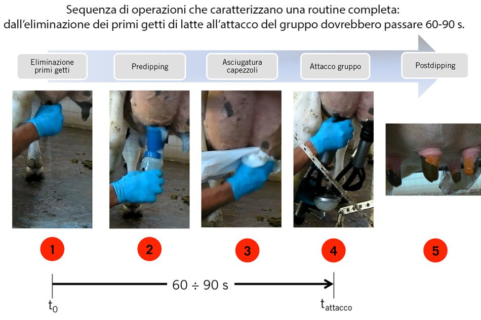 infoZootecMag's tweet photo. Un’#esecuzione della #mungitura che non dia problemi alla #mammella--> https://t.co/ImYADnoWqZ https://t.co/2DH38Wx1LJ