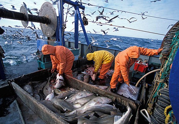 dailycheeseuk's tweet photo. Fishermen revolt on phoney Farage https://t.co/z5eTszrECU https://t.co/5CvAbuT5on