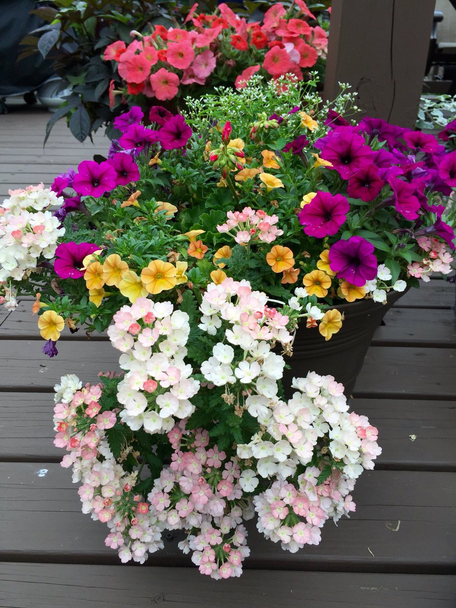 agricolaknows's tweet image. Decorator style color even in summer #OneStepStyle combos from #HGTV #gardening #flowersquad @BG_garden @nancy_fire
