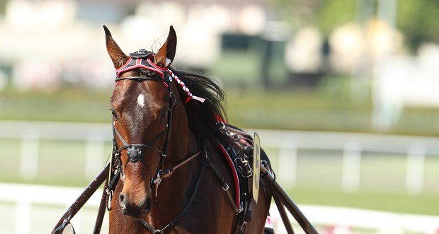 EquidiaNews's tweet photo. Des nouvelles de #RobertBi, qui fait son grand retour samedi dans le Prix de New York - https://t.co/lOxbdKkXjF https://t.co/Trw5Zdabp3