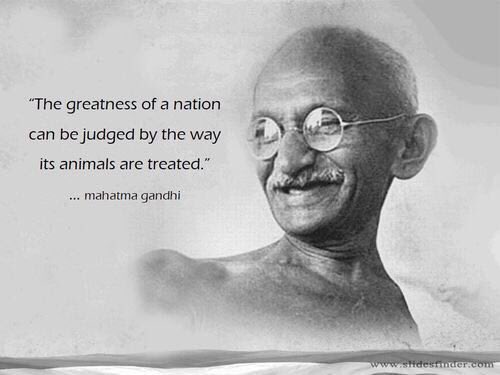 Stop live export of animals. it's a reflection on us what other countries do to  innocent animals. practice AHIMSA