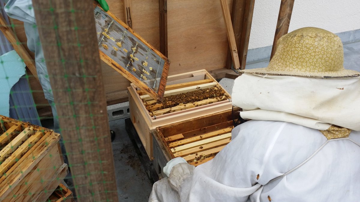 honeyfarming's tweet photo. こんばんは、八王子支部です。本日、(有)山田養蜂場さんのご指導のもと、分蜂作業を行いました。 https://t.co/ufuXHoAMd4