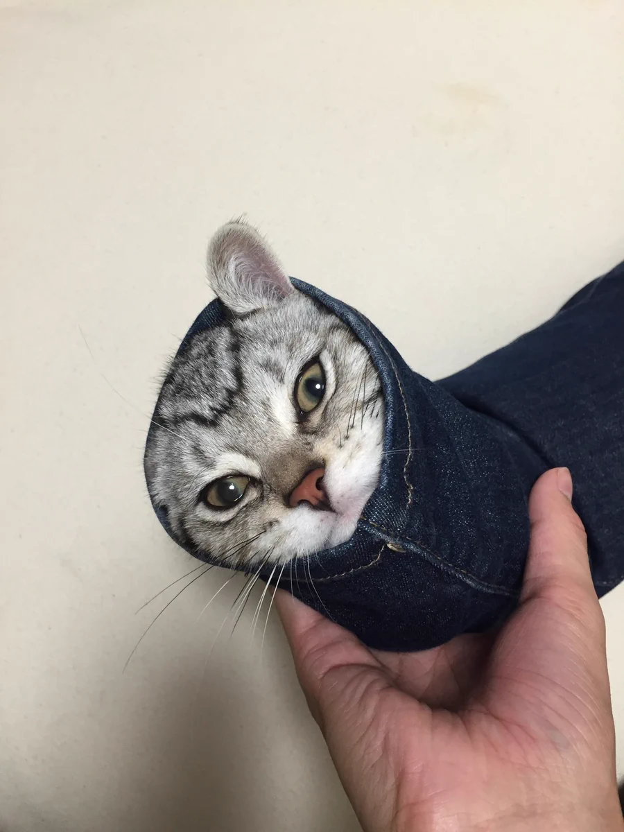 新種の動物かよｗ猫がスキニーのジーパンに入ってしまった結果ｗｗｗ
