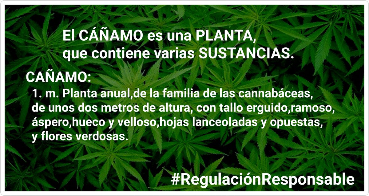 BNVNDaHolanda's tweet photo. CAÑAMO, NO ES UNA SUSTANCIA,ES UNA PLANTA #RegulaciónResponsable
@COFEPRIS @Emilio_Gamboa_ @LopezBrito_ @rgilzuarth https://t.co/BCKVMrjJkA