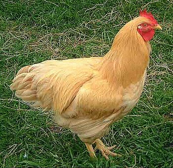 Почему курица желтая. Петух Орпингтон. Орпингтон (порода кур). Желтая курица. Жёлтые куры порода.
