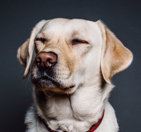 Hubnestinc's tweet photo. 👀 Have found this guy on the #Hubnest website yet? Hint hint: https://t.co/vt3rOge4bM https://t.co/qlktFzwUUE
