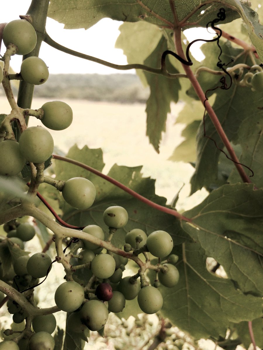 rexengineer's tweet image. Moving #InsideOutbound in a week! The open bar has expanded to include a tap room and our own vineyard. #terroir