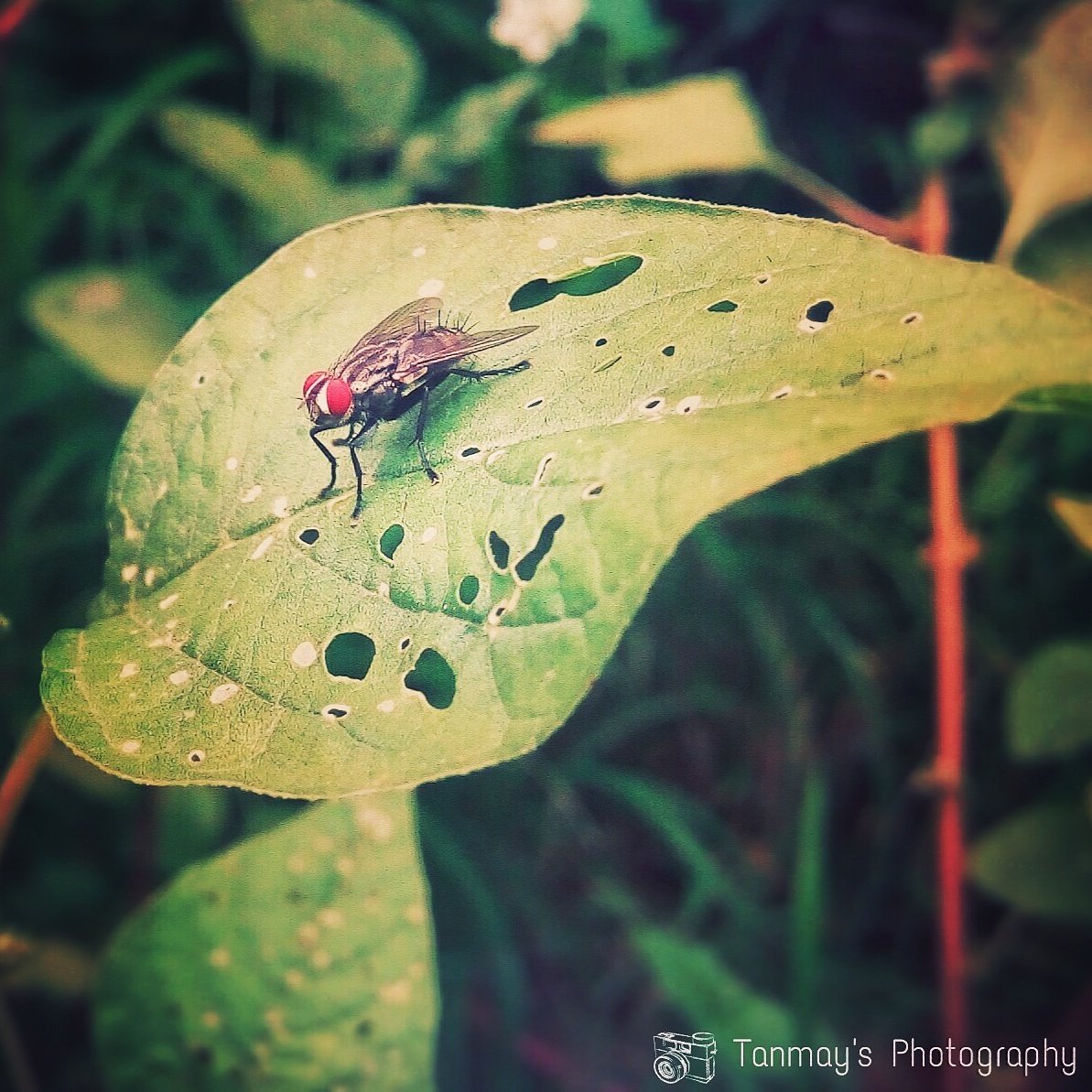T_Fotography's tweet photo. Fly...
#likeforlike #followforfollow
Follow me on facebook-
https://t.co/j8U3pIJYbm https://t.co/Ip0HiaKast