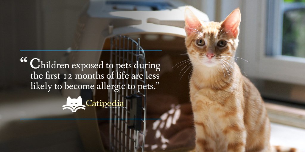 PurinaCatChow's tweet photo. Now that’s a reason to get a cat! #WeKnowCats https://t.co/dNQwRhSUT2
