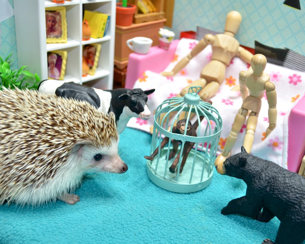PPricklepants's tweet photo. @Ratatosk4 @gigglingr Religious persecution of Wiccan monkeys is wrong. We're tough on monkey crime. #VoteHedgehog https://t.co/67OWVm1p2s