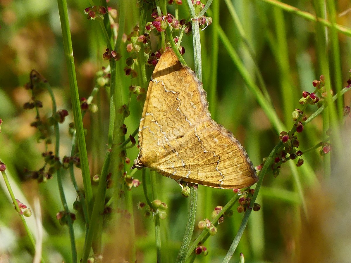 localbirder's tweet photo. #yellowshell moth and a ragged common blue https://t.co/g9p72GCPYP