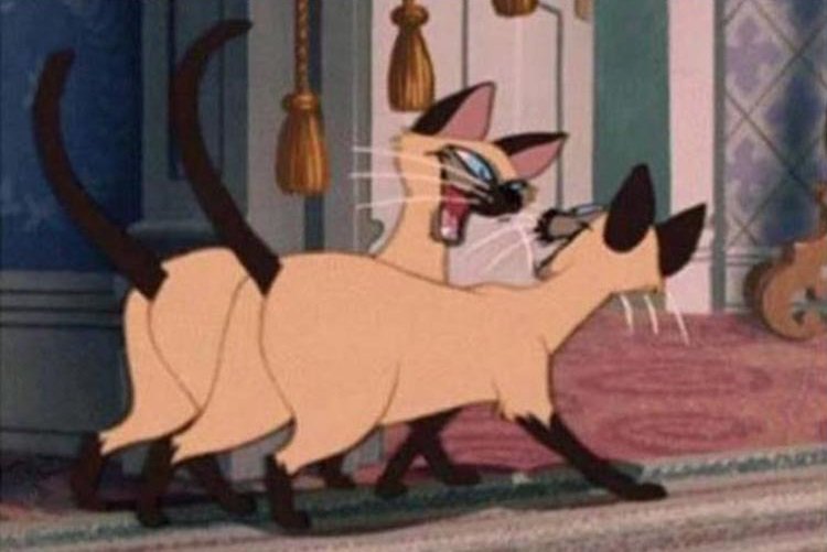 StumblerTop's tweet photo. When you meet someone who hates the same people you do https://t.co/JZSTQrfZmj