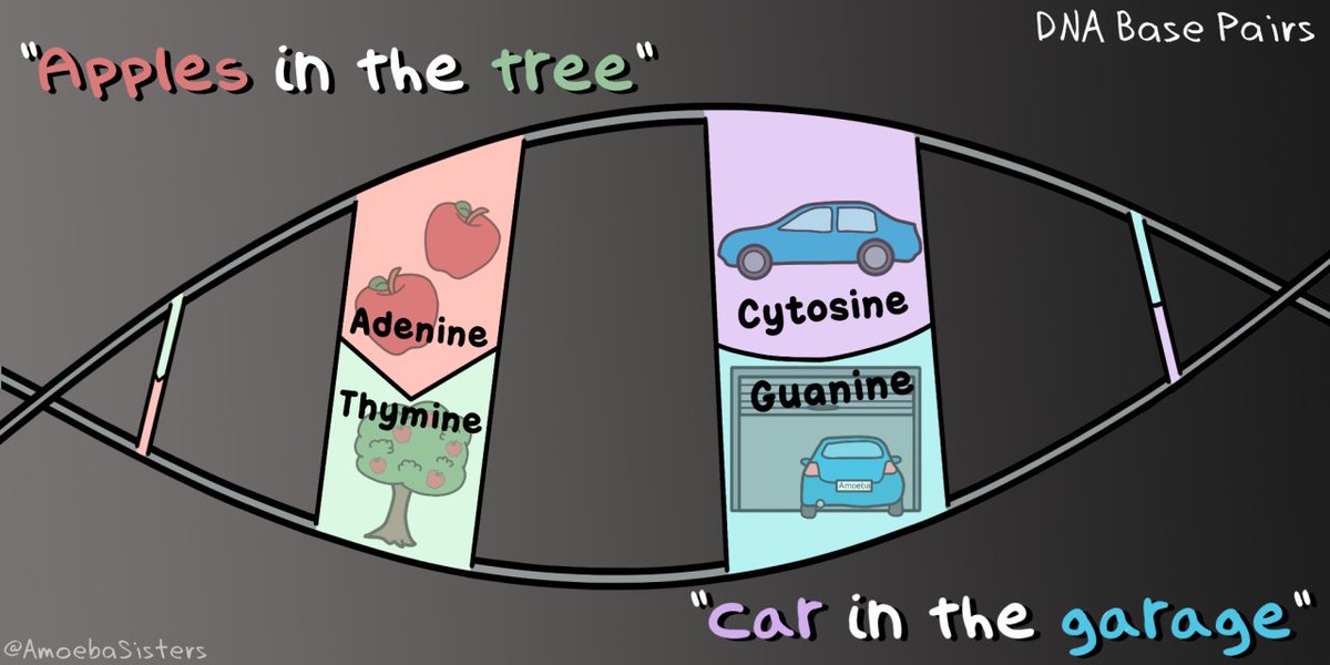 AsapSCIENCE's tweet photo. DNA base pairs hack. (via @AmoebaSisters) https://t.co/zEXC8g42GL