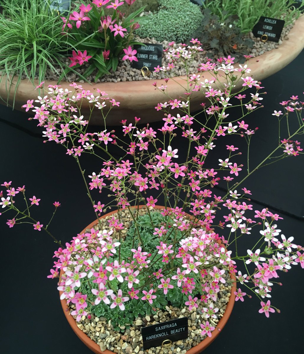 klw502's tweet photo. Fabulous planters on the @DarcyEverest stand at @BBCGWLive Show on until Sunday 😍🌟 #GardenersWorldLive 😃 https://t.co/XU6F5SOwtz