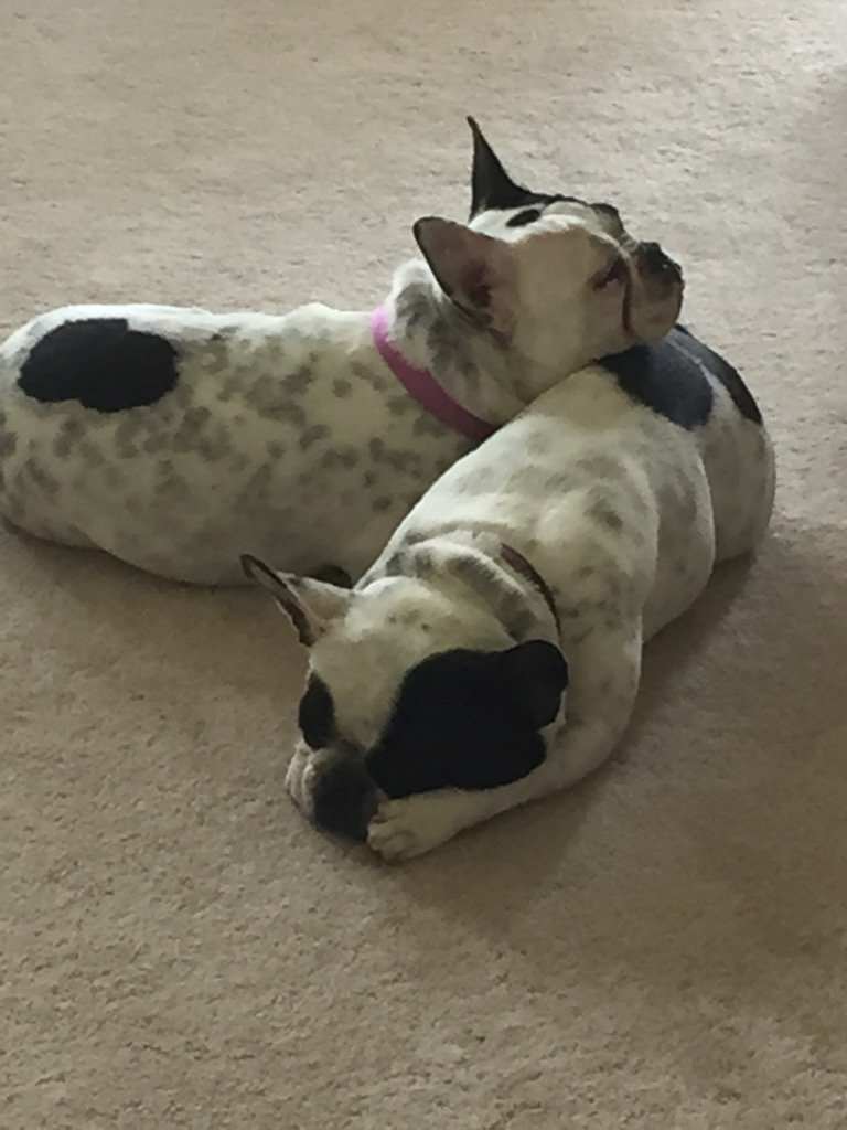 CMoopig's tweet image. 