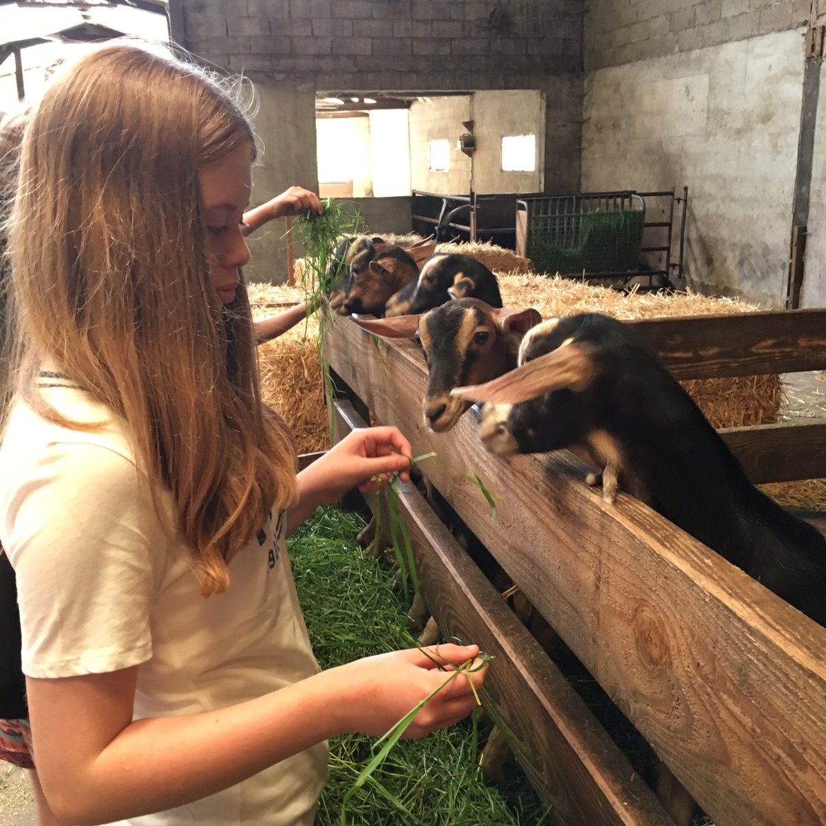 CN_ChateauBTrip's tweet photo. @CastleNewnham visit to goat farm was a hit! Lots of cheese bought after the tasting https://t.co/odwj86NaSN