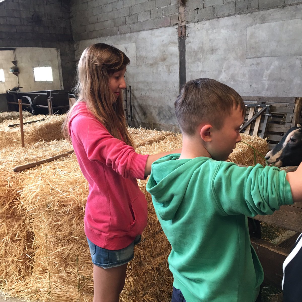 CN_ChateauBTrip's tweet photo. @CastleNewnham visit to goat farm was a hit! Lots of cheese bought after the tasting https://t.co/odwj86NaSN