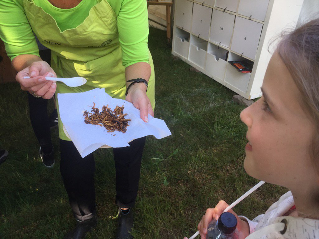 britta_riis's tweet photo. Servering af græshopper.  Fremtidens protein. Men hvordan m #dyrevelfærd @fmdk #spisordentlig https://t.co/RIZ79bj3yx