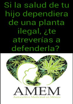 AmericaPalaci's tweet photo. @LopezBrito_ @rgilzuarth @Raulinvasor @Chosaf  si al autocultivo y a la producción nacional https://t.co/voc5Rgb8Qi