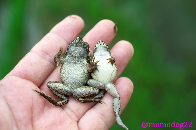 ツチガエルのtwitterイラスト検索結果 古い順