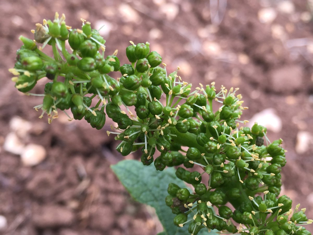 HenriRebourseau's tweet photo. Début de la floraison au #closdevougeot / First flowers at the Clos de Vougeot.#burgundy #cotedenuits #millesime2016 https://t.co/NgiCYq4Nbq
