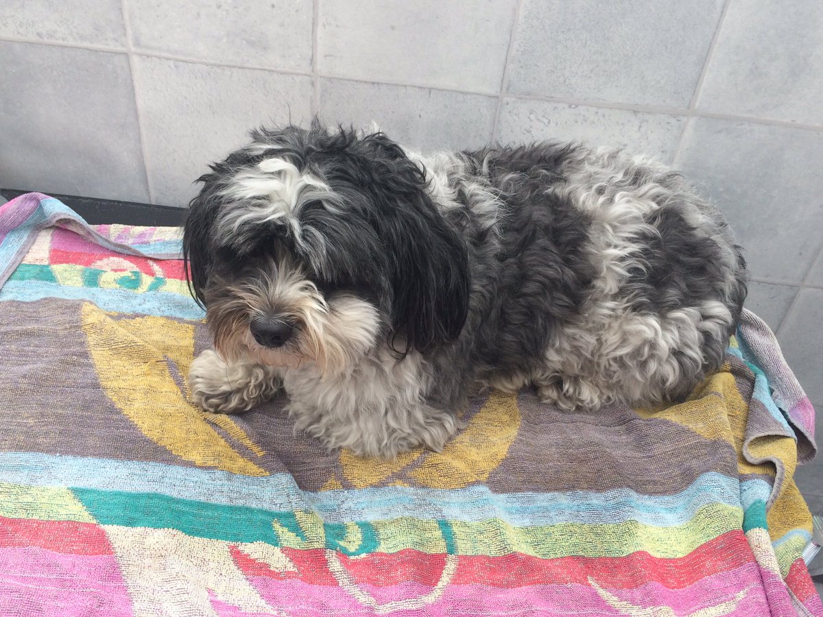 Groomingtons's tweet photo. 🎼 'What a difference a Dave makes' 😀🐾 @iBristolPeople @dogownersuk @dogcelebration #summerdogs #HappyGroomer https://t.co/E4s1bKZehV
