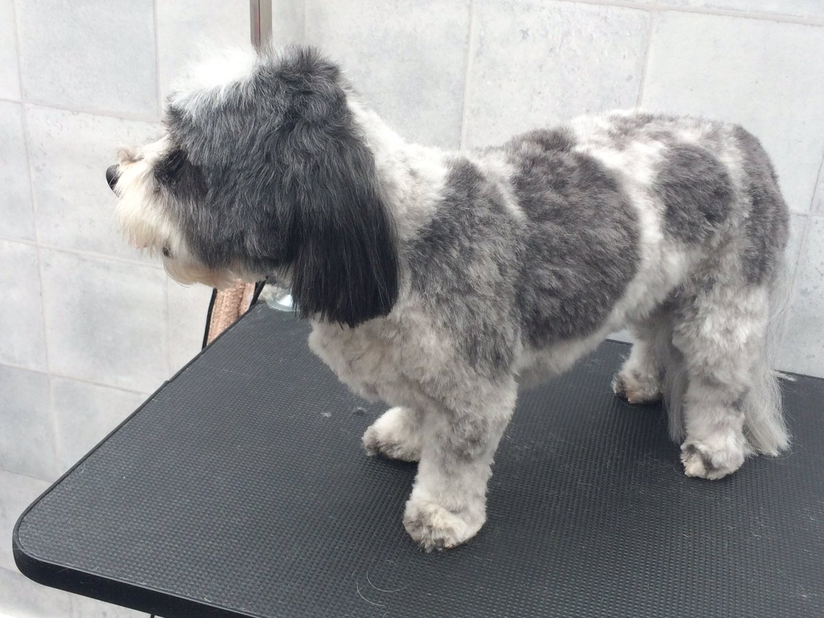 Groomingtons's tweet photo. 🎼 'What a difference a Dave makes' 😀🐾 @iBristolPeople @dogownersuk @dogcelebration #summerdogs #HappyGroomer https://t.co/E4s1bKZehV