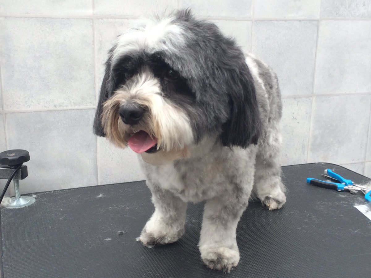 Groomingtons's tweet photo. 🎼 'What a difference a Dave makes' 😀🐾 @iBristolPeople @dogownersuk @dogcelebration #summerdogs #HappyGroomer https://t.co/E4s1bKZehV